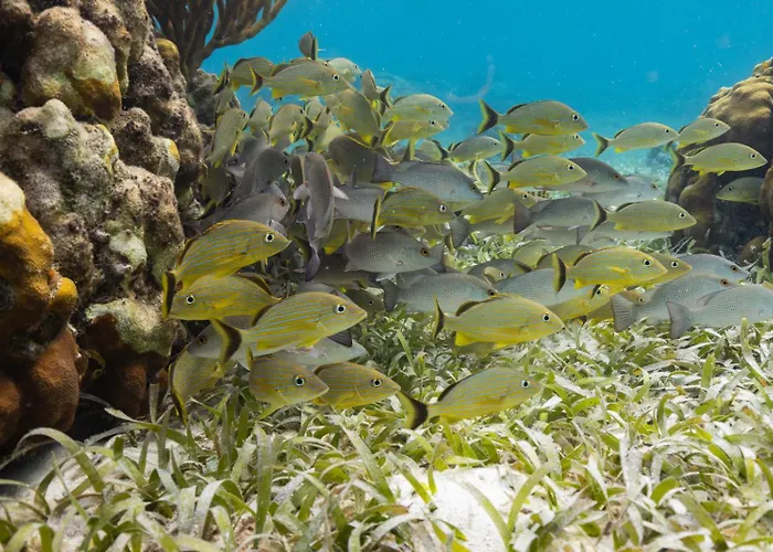 Ocean Tide 2* San Pedro (Ambergris Caye)